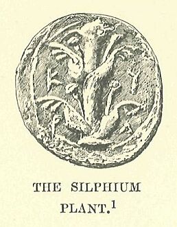 443b.jpg the Silphium