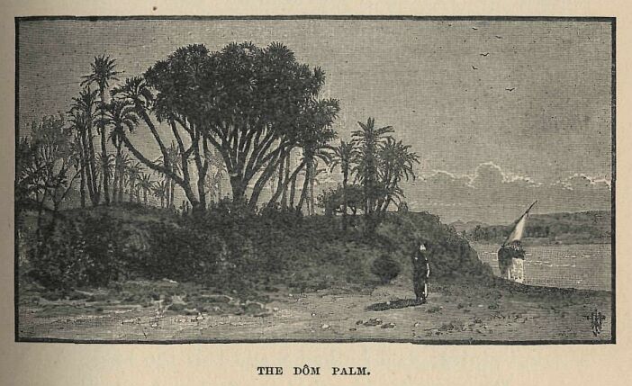 035.jpg the DÔm Palm.