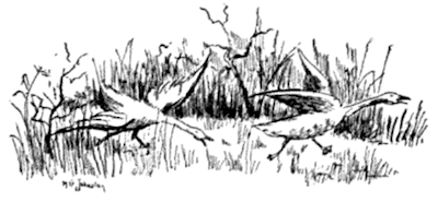 The ganders had chased him around The ganders had chased him around