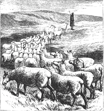 The sheep follow the shepherd. The sheep follow the shepherd.