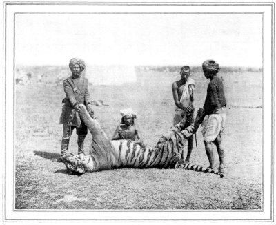 SLAYER OF SEVENTY-SIX NATIVES LAID LOW AT LAST HE AND HIS MATE RAVAGED A TRACT OF COUNTRY FOUR HUNDRED AND EIGHTY SQUARE MILES IN EXTENT