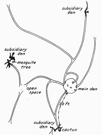 Fig. 3.—Diagram of the system of surface runways and subsidiary dens of Dipodomys spectabilis spectabilis. Fig. 3.—Diagram of the system of surface runways and subsidiary dens of Dipodomys spectabilis spectabilis.