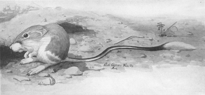 Plate I. Banner-tailed Kangaroo Rat (Dipodomys spectabilis spectabilis Merriam). From Dipodomys merriami Mearns and subspecies, which occur over much of its range, this form is easily distinguished by its larger size and the conspicuous white brush on the tail. Plate I. Banner-tailed Kangaroo Rat (Dipodomys spectabilis spectabilis Merriam). From Dipodomys merriami Mearns and subspecies, which occur over much of its range, this form is easily distinguished by its larger size and the conspicuous white brush on the tail.