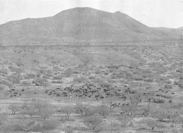 Plate II. Fig. 1.—Winter View of Area Inhabited by Kangaroo Rats. Plate II. Fig. 1.—Winter View of Area Inhabited by Kangaroo Rats.