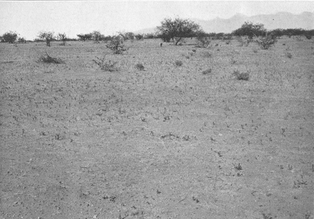 Plate II. Fig. 2.—Kangaroo Rat Country Following Summer Drought. Plate II. Fig. 2.—Kangaroo Rat Country Following Summer Drought.