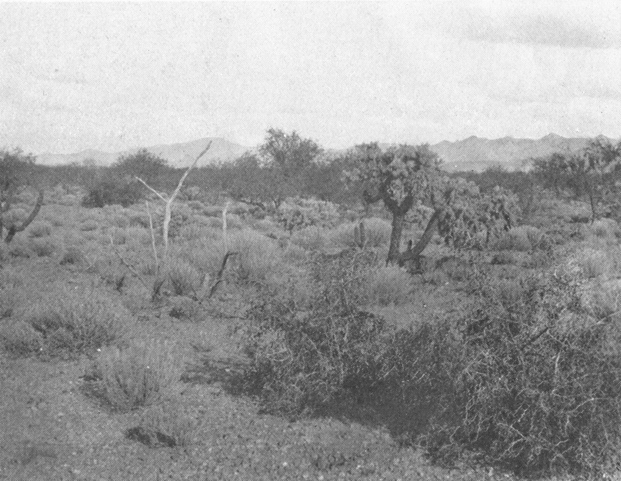 Plate IV. Fig. 2.—Range Conditions Less Favorable to Kangaroo Rats. Plate IV. Fig. 2.—Range Conditions Less Favorable to Kangaroo Rats.