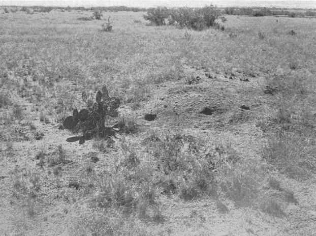 Plate V. Fig. 2.—Mound and Runways. Plate V. Fig. 2.—Mound and Runways.