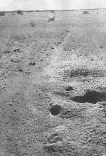 Plate VI. Fig. 1.—Runway of Dipodomys s. spectabilis. Plate VI. Fig. 1.—Runway of Dipodomys s. spectabilis.