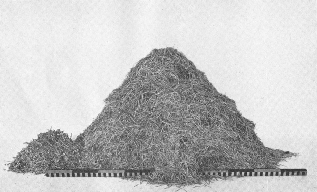 Plate VIII. Fig. 1.—Content of Den Excavated in New Mexico. Plate VIII. Fig. 1.—Content of Den Excavated in New Mexico.