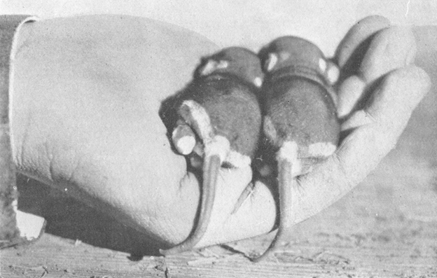 Plate IX. Fig. 2.—Young of the Kangaroo Rat. Plate IX. Fig. 2.—Young of the Kangaroo Rat.