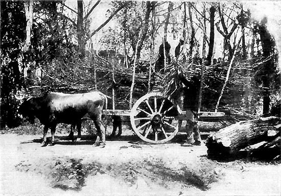 IN THE WOODS AT LA GRANJA IN THE WOODS AT LA GRANJA