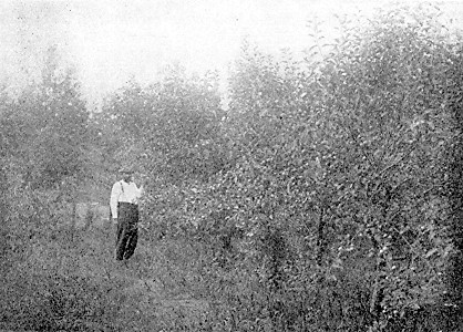 Jas. Arrowood in his trial orchard, at Nevis, in Northern Minnesota.