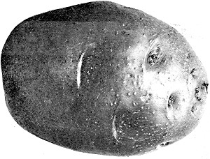 Figure IV. Early Ohio.