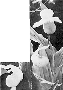 The Lady Slipper—Minnesota State Flower. Somewhat under size.