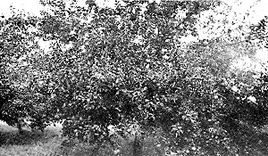Wolf River apple tree twelve years old, bearing eighteen bushels, in H. G. Street's orchard.