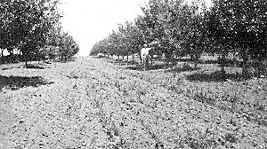 View in eleven year old orchard of H. G. Street.