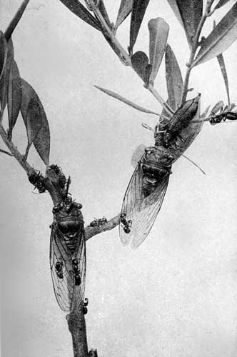 THE CIGALE. THE CIGALE.