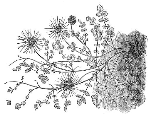 ACAENA NOVAE ZEALANDIAE.