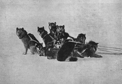 THE DOUBLE TEAM OF DOGS USED WITH THE RECONNOITERING SLEDGE AT THE POLE, SHOWING THEIR ALERTNESS AND GOOD CONDITION THE DOUBLE TEAM OF DOGS USED WITH THE RECONNOITERING SLEDGE AT THE POLE, SHOWING THEIR ALERTNESS AND GOOD CONDITION