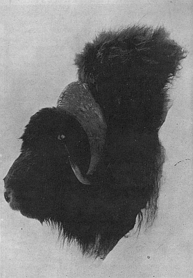HEAD OF BULL MUSK-OX KILLED ON PARRY PENINSULA HEAD OF BULL MUSK-OX KILLED ON PARRY PENINSULA