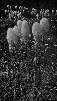 Bear-grass Bear-grass