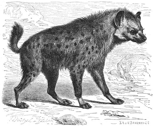 Gevlekte Hyena (Hyaena crocuto). 1/11 v. d. ware grootte.
