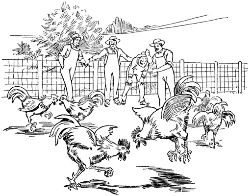 I Want a Rooster for Every Hen I Want a Rooster for Every Hen