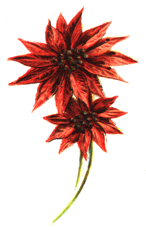 Poinsettia Poinsettia