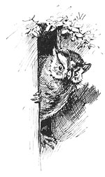 an old owl put out his head an old owl put out his head