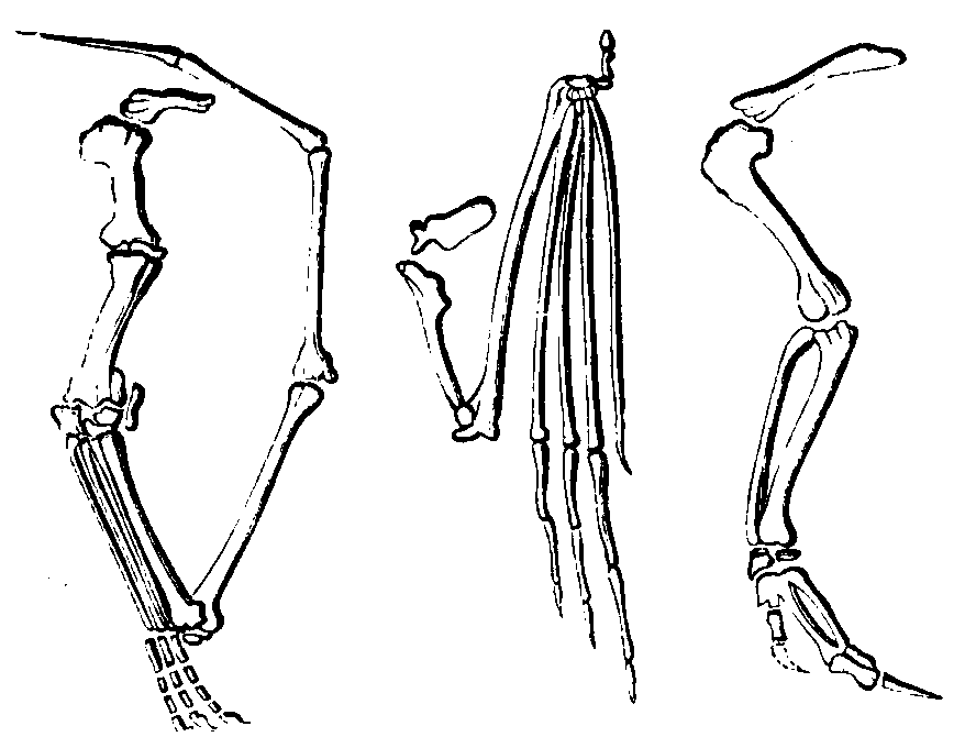 Wingbones of pterodactyle, bat, and bird. Wingbones of pterodactyle, bat, and bird.
