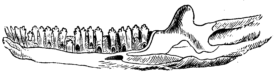 Lower jaw of Pleurodont Lizard. Lower jaw of Pleurodont Lizard.