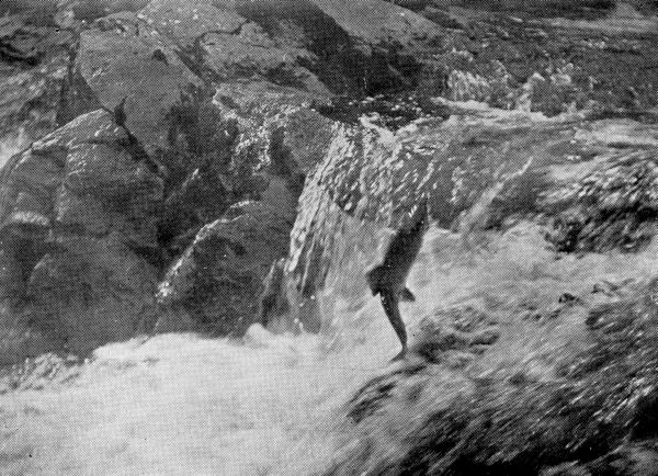 Eighty-pound Pacific Salmon Leaping Waterfall on an Alaska River. Eighty-pound Pacific Salmon Leaping Waterfall on an Alaska River.