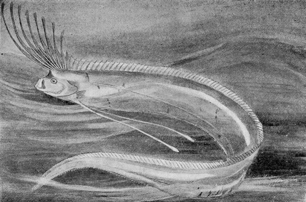 The Sea-Serpent Caught by Colin. The Sea-Serpent Caught by Colin.