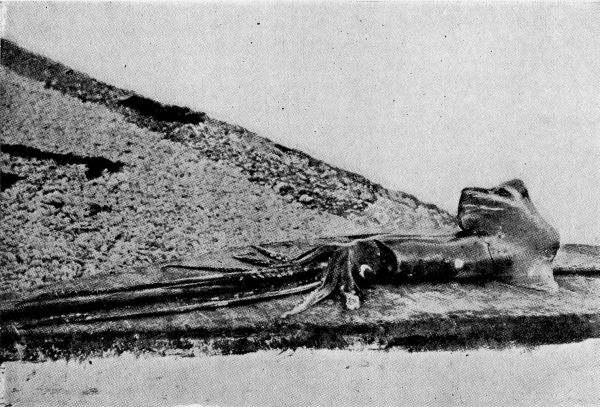 Squid Caught at Santa Catalina, 20 feet in length. Squid Caught at Santa Catalina, 20 feet in length.