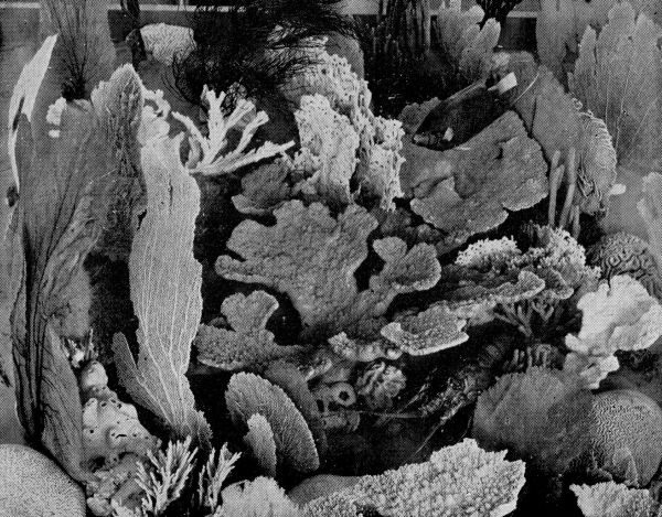 The Gardens of the Sea. The Gardens of the Sea.