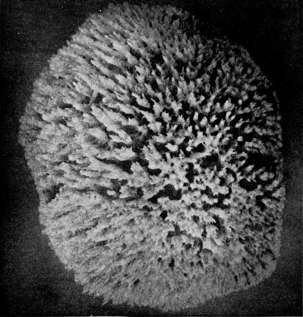 Sheepswool Sponge grown from small piece as above, 48 months old, six inches across. Sheepswool Sponge grown from small piece as above, 48 months old, six inches across.