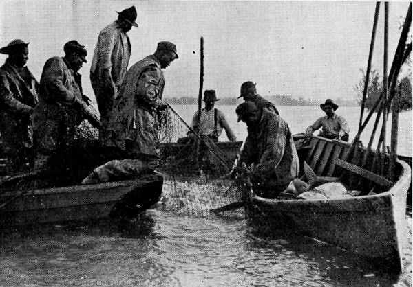 Biggest Fresh-Water Fish in America. Biggest Fresh-Water Fish in America.