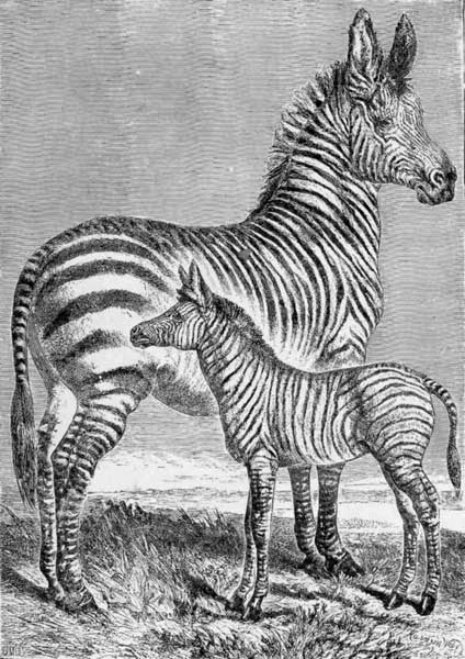 ZEBRA AND YOUNG