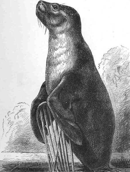 THE SEA LION.