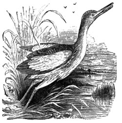 BITTERN.