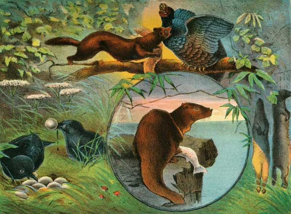 MEMBERS OF THE POACHING FRATERNITY.