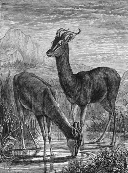 THE SIASIN, OR ANTELOPE OF INDIA.
