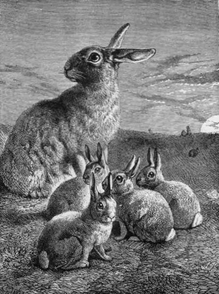 MRS. BUNNY AND FAMILY.