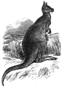 KANGAROO