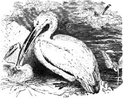 PELICAN