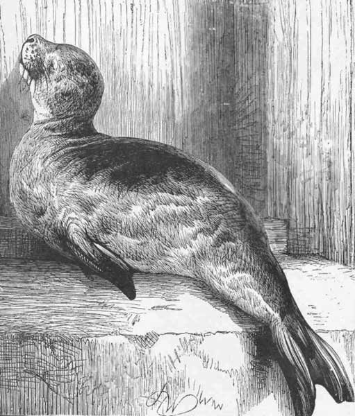 THE STORY OF A SEAL.
