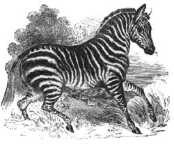 ZEBRA