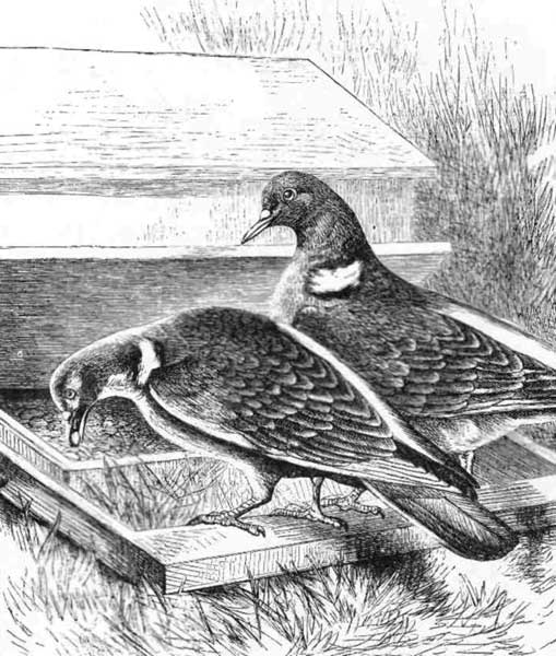 THE CUNNING WOOD-PIGEONS.