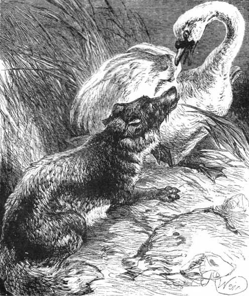 BATTLE BETWEEN A FOX AND A SWAN.