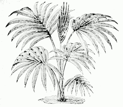 Hedyscepe Canterburyana